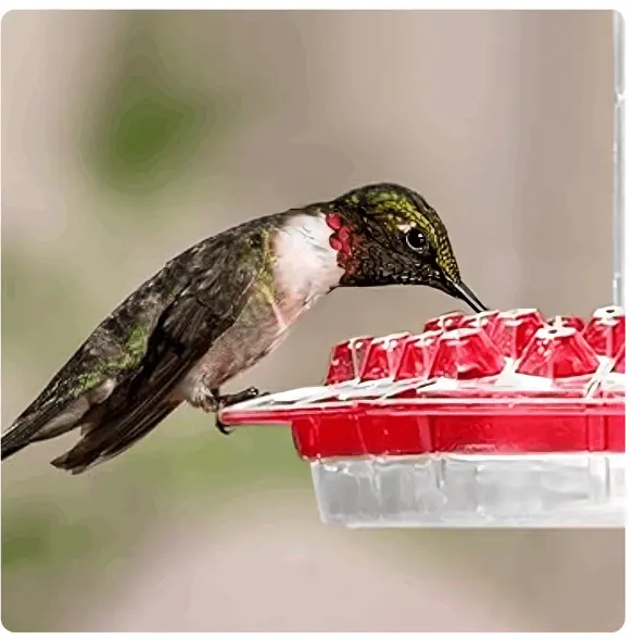 Hummingbird feeder Sherem